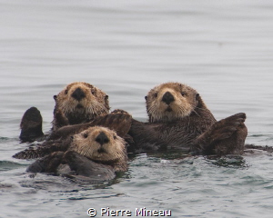 Whatchya looking at? by Pierre Mineau 